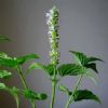   Agastache Rugosa Extract  